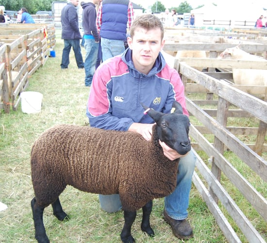 Zwartbles popularity on the rise