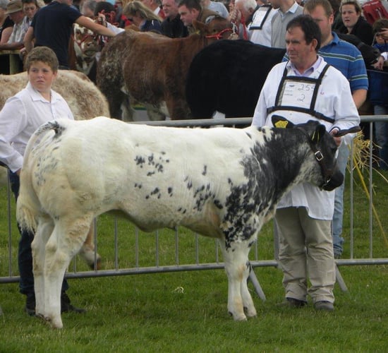 48% of Belgian Blue pedigree calves are embryo transfer