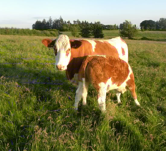 Autumn beef management tips