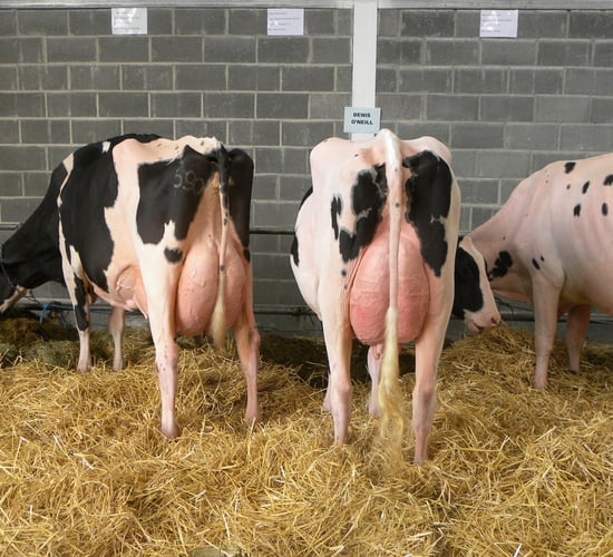 Hair extensions for cows to feature on Ear to the Ground