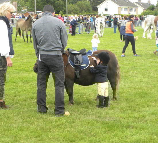 Virginia Show, the day in photos