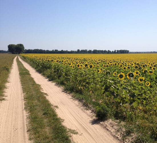Ukrainian grain harvest is likely to meet expectations of 60m tonnes this year