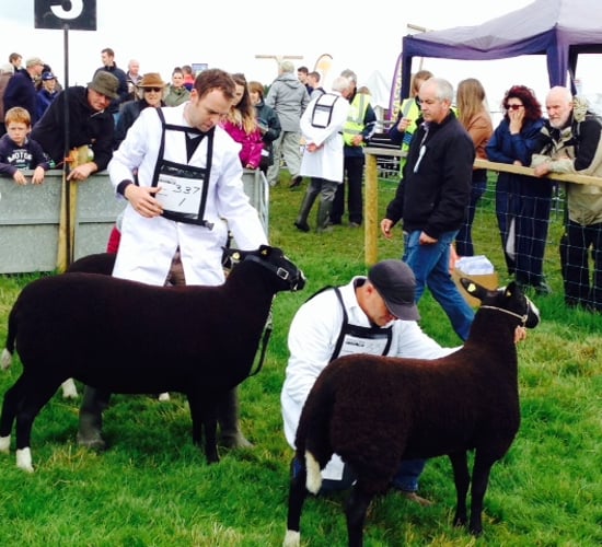 Tullamore Show - Sheep results