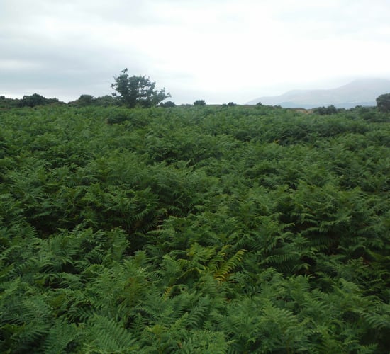 Minister emphasises 'flexibility' of land eligibility rules for farmers
