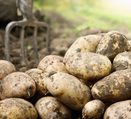 Markey calls for a derogation on UK potato seed ban
