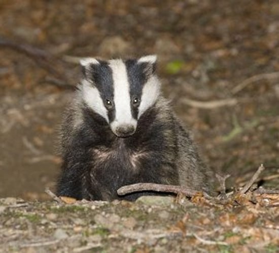 'Half of England on course to be TB-free by 2019'