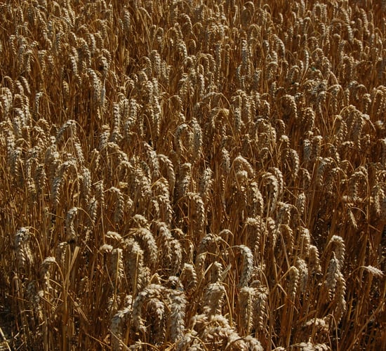 EU set to increase tariffs on wheat and maize from Russia