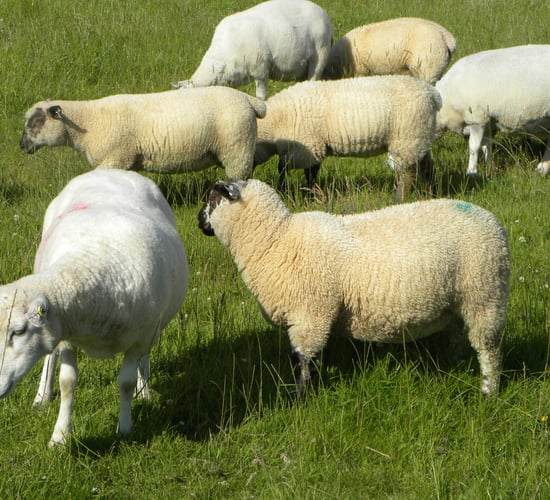 Upcoming Muslim festival to help sheep trade