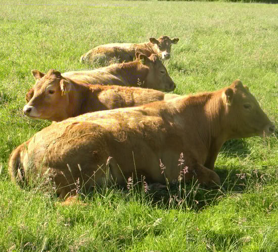 Meat industry not getting enough credit for delivering higher prices – ABP boss