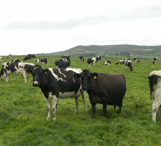 'Dairy farmers need to concentrate on margin more than price'