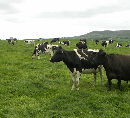 Transition ‘supports’ don't help ambitious dairy farmers