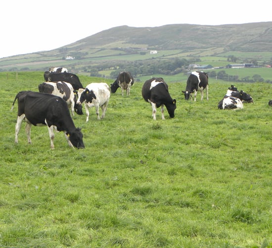 Dairygold cuts its September milk price