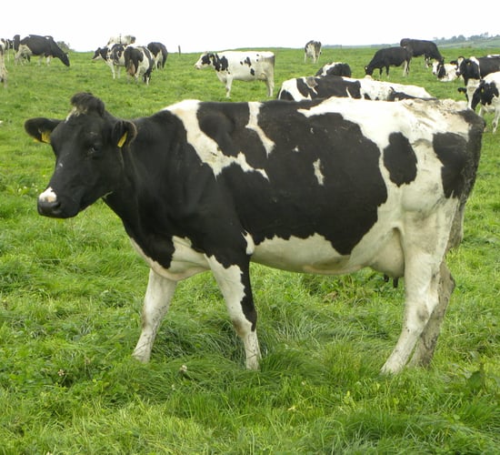 Teagasc Liquid Milk Conference