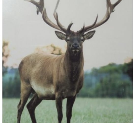 Farmers welcome study into TB levels in deer