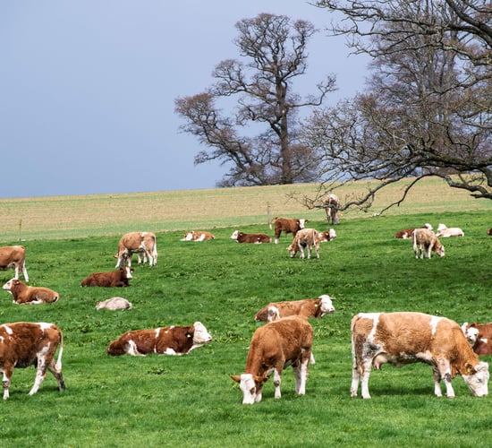 What does the future hold for the European suckler cow numbers?