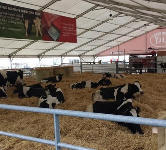 VIDEO: Lely robotic milking draws the crowds at the Ploughing