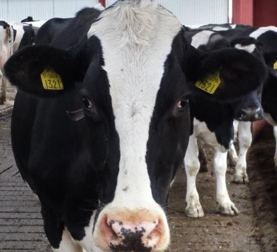 Tweeting cow at the National Ploughing Championships