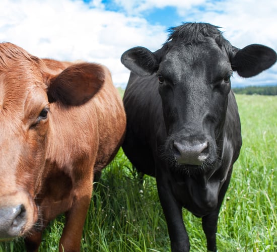 Global beef demand has begun to run ahead of world supply