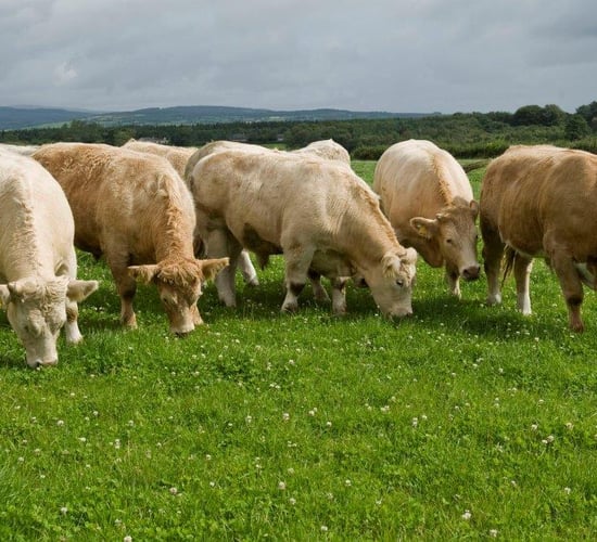Prospects of a firmer UK beef market next year