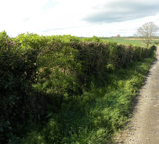 Remove hedgerows, stone walls and ditches at your peril