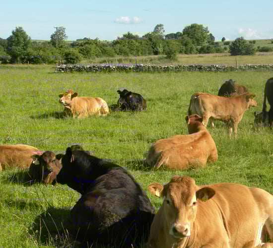 Fluke still affecting 1 in 5 animals despite dry year