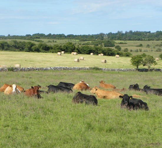 Report recommends Government reduces attractiveness of conacre