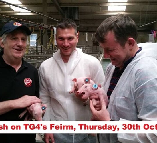 Pig industry features on tonight's Feirm