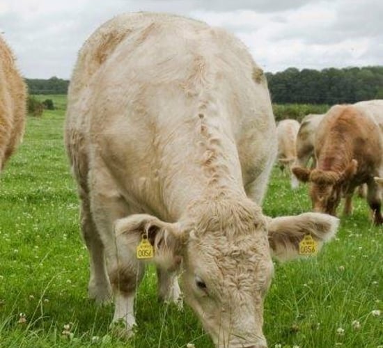 New bonus scheme for Charolais cull cows and heifers
