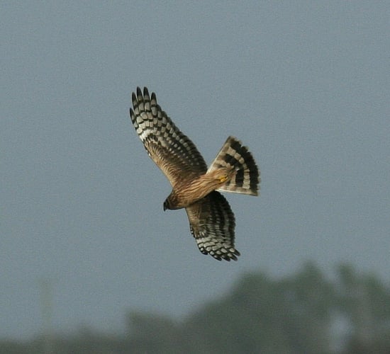 FII concerned about elements of draft hen harrier plan