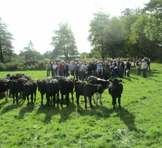 Housing and feed to be focus of DairyBeef 500 webinar