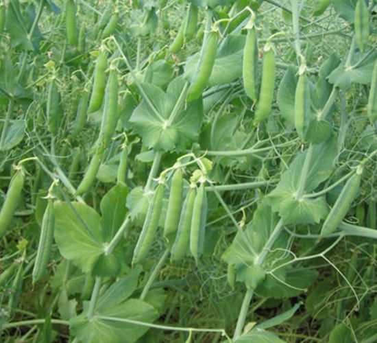 Payment to grow legumes could be on the way