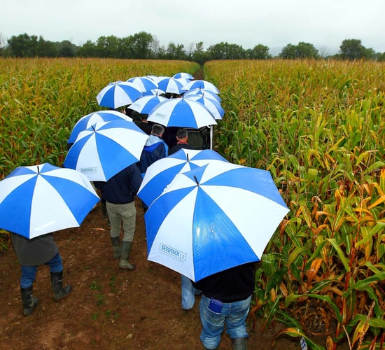 Crowds gathered despite the rain for 2014 Seedtech maize open day
