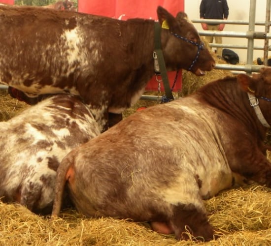 Shorthorn breed back in vogue in the UK