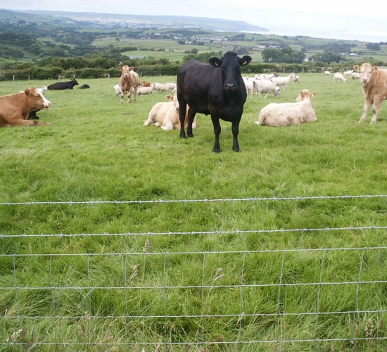 Farmers are reassured by Beef Forum agreements, says Minister Coveney