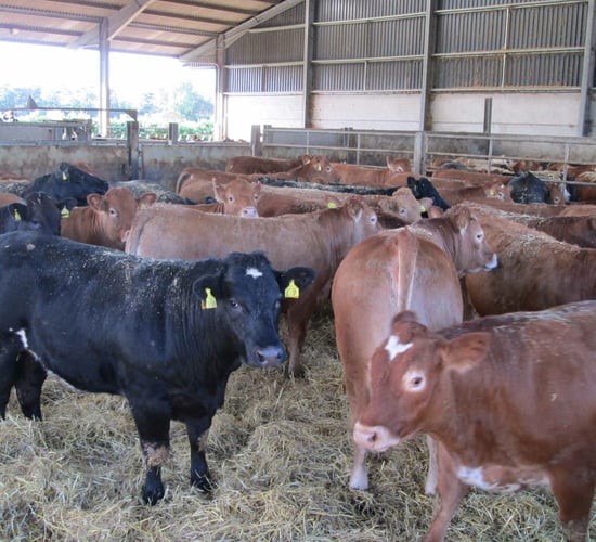 'Irish beef exports to the UK tend to be for standard ranges'