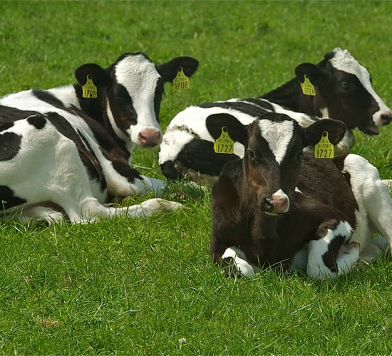 The importance of meeting heifer calf targets