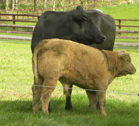 Teagasc to host suckler breeding event in Kilkenny this Friday