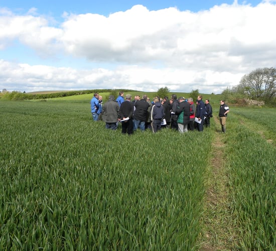 Beef and dairy discussion groups to kick off early next year