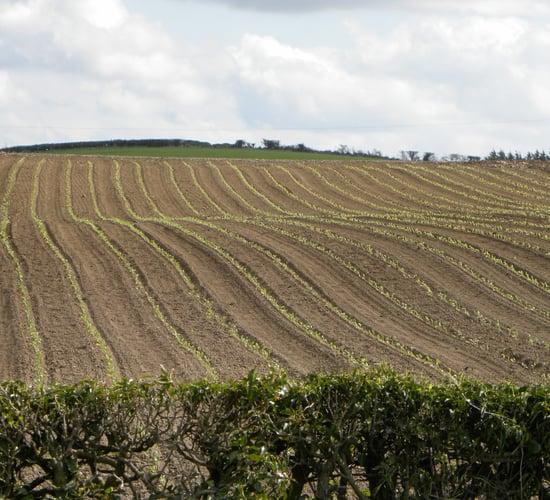 IGGG wants new €350/ha tillage scheme in Budget 2026