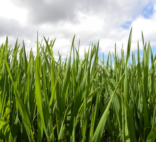 Teagasc Crops Forum moves online this week