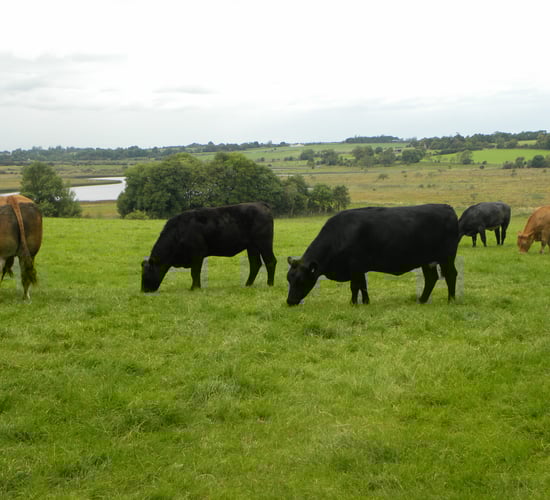 Spreading entitlements on owned land a better option than renting – ICSA