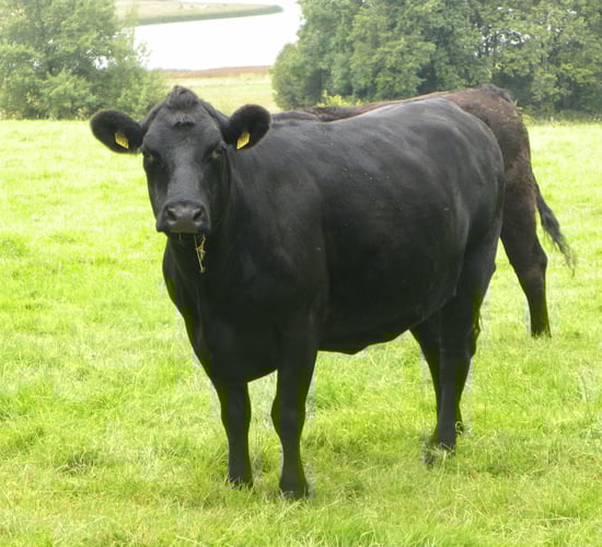 The Donedeal guide to buying cattle