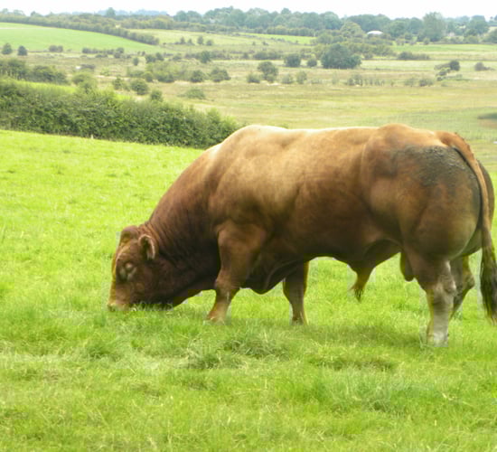 Neglect reliable sires at your peril this breeding season