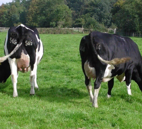 Strong demand for Southern dairy stock from Northern buyers