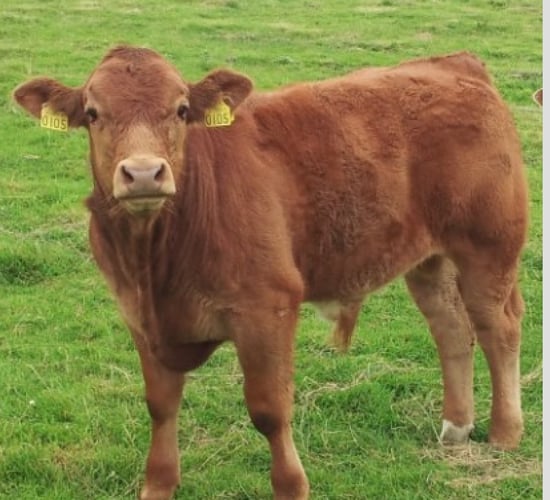 Just 2,388 herds qualify for BVD-negative herd status
