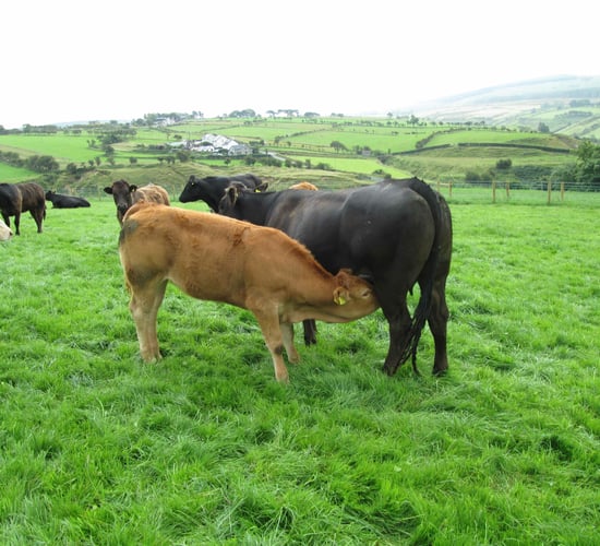 'Beef plan' leveraged as 'last chance' for struggling sector