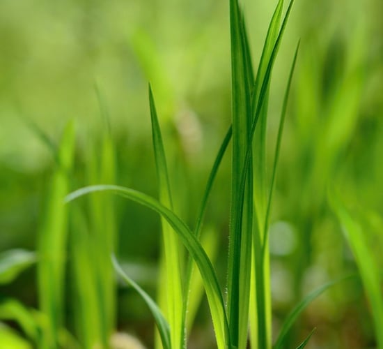 Unsure how to calculate dry matter yields in a paddock? Here's two simple ways
