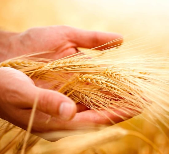 Cereal output for 2022 estimated at 2.3m tonnes