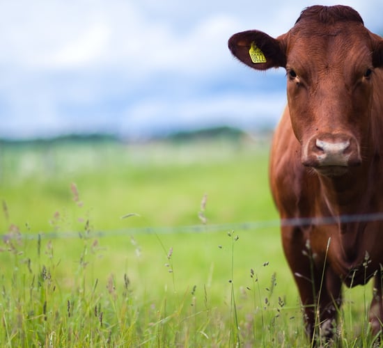 Livestock are getting more aggressive and unpredictable, says HSA