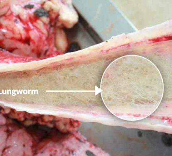 AHI advises farmers to consider lungworm vaccination